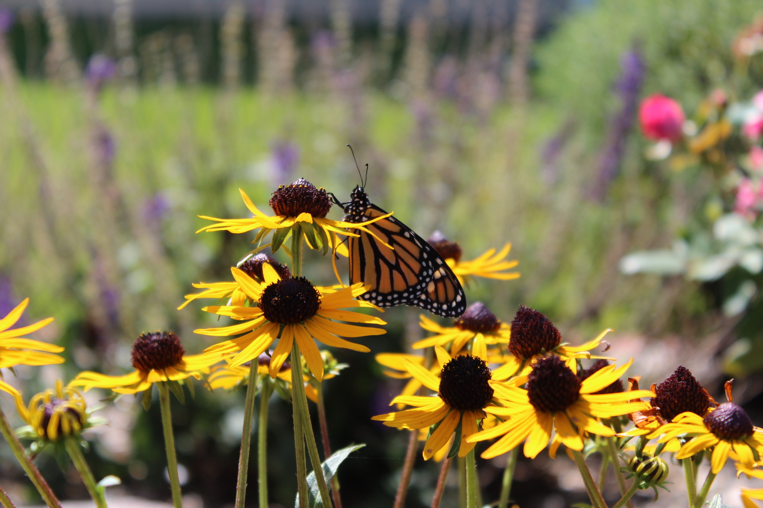 Monarch on Black-eyed Susan