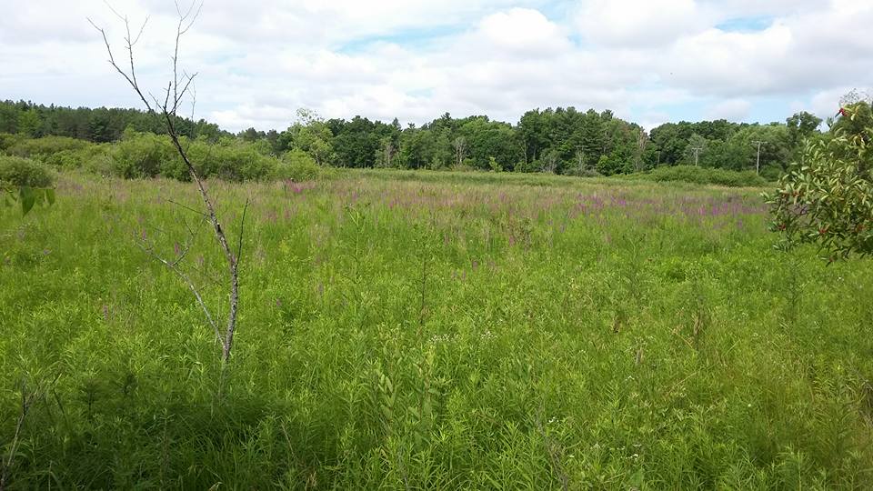 Pasinski Preserve, Oceola Twp, MI