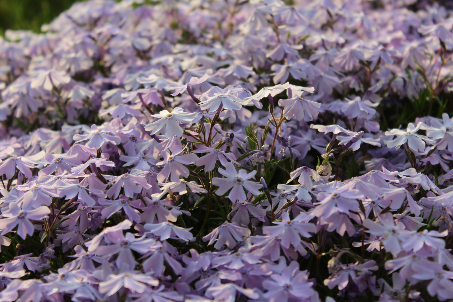 Creeping Phlox in Bloom